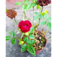 vivih_sgh - BxfnNGpBfTg-sQK671HI.jpg
